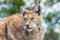 Closeup and detailed animal wildlife portrait of a beautiful eurasian lynx lynx lynx, felis lynx, outdoors in the wilderness. Ey