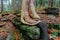 Closeup detailed fragment of view of natural art of a tree sitting on the rock, stone in autumn woods