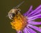 Closeup detailed image of furry fly species on a beautiful purple wildflower