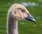 Closeup detailed portrait of Canada goose gosling swimming in lake - Wood Lake Nature Center