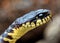 A closeup detailed profile headshot of a black snake with tongue sticking out.