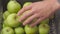 Closeup details crate with green apple in the garden. harvest in orchard in summer season. fruit-grower hands wearing in