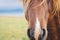 Closeup details of icelandic wild horse on a grassy field in early morning.