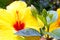 closeup details of one yellow Hibiscus flower and buds