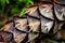 Closeup of the details of a pine cone in a forest with a blurry background