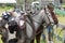 Closeup details of saddled up horses