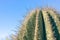 closeup detalis of southwestern desert cactus with sharp spines framed against a blue sky