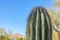 closeup detalis of southwestern desert cactus with sharp spines framed against a blue sky