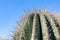 closeup detalis of southwestern desert cactus with sharp spines framed against a blue sky