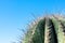 closeup detalis of southwestern desert cactus with sharp spines framed against a blue sky