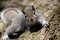 Closeup of a determined squirrel climbing a tree while staring directly into the camera