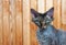 Closeup Devon Rex cat with green eyes on a wooden background