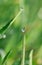 Closeup on dewdrop on wheat