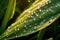 Closeup Of Dewdrops Glistening On Tender Corn Leaves At Dawn. Generative AI