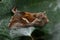 Closeup of a DewickÃ¢Â€Â™s plusia moth perched on a green leaf