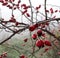 Closeup of dewy autumnal hawthorn, red berries, natural mystic wallpaper