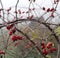 Closeup of dewy hawthorn autumn fruits over blurry mist background