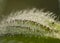 Closeup of a Dewy Plant