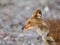 Closeup of dhole