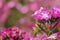 Closeup Dianthus flower Dianthus chinensis