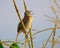 Closeup of a Dickcissel perched on plant in Dover, Tennessee