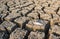 Closeup of died Fish in a dried up empty reservoir or dam due to a summer heatwave, low rainfall, pollution and drought in north