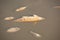 Closeup of died Fishes in a dried up empty reservoir or dam due to a summer heatwave, low rainfall, pollution and drought in north