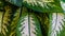 Closeup of dieffenbachia leaves with beautiful pattern.