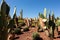 Closeup of different cacti and flowers in a deserted area under the sunlight