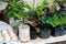 Closeup of different potted plants with eggs on a carton the shelf in a garden