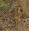 Closeup of the diminutive Kirk`s Dik-dik