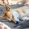 Closeup of a Dingo dog sleeping on the ground outdoors