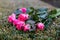 Closeup of discarded roses. A bouquet of pink roses.