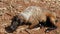 A closeup of diseased sheep relaxing in the dry fields