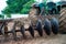 Closeup disk harrows on the back of tractor. Dirty steel blades of tractor