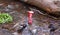 Closeup of distorted empty Coca-cola can dumped on the river. taberrant