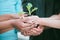 Closeup of diverse group of people holding a green plant in palm of hands with care to nurture and protect nature