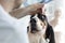 Closeup of doctor pouring eyedrops in dog\'s eye at veterinary clinic