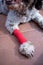 closeup of dog with bandaged leg