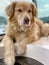 Closeup of a dog on a boat