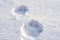 Closeup of Dog Paw Prints in the Snow on a Sunny Winter Day