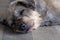 Closeup Dog pet sleep lazy lay down canine sit concept