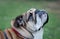 Closeup of dog of red and black english bulldog looking up