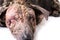 Closeup dog sick leprosy skin problem