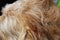 Closeup of a dogs shaggy fur
