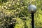Closeup Dogwood Tree blooms frame an iron streetlight.