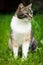 Closeup of a domestic cat perched in grass as it explores its territory in a garden. He defends his territory. Patrol. Kitten on