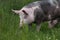 Closeup of domestic pig when grazing on meadow