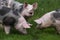 Closeup of domestic pigs when grazing on meadow