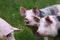 Closeup of domestic pigs when grazing on meadow